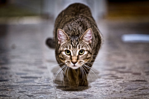 Cats are natural hunters