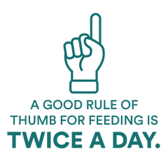 How often to feed a cat