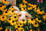 Best Allergy Medicine for Dogs: Antihistamines, Over-the-Counter Meds, & More [2025 Guide]