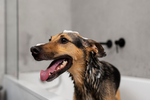 11+ Best Dog Shampoo for Itchy Skin & Alternative Remedies [2025]